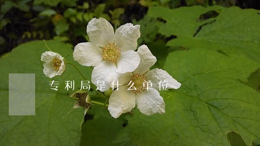 专利局是什么单位 专利局是什么单位
