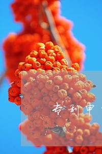 专利申请律师在线 专利申请律师在线