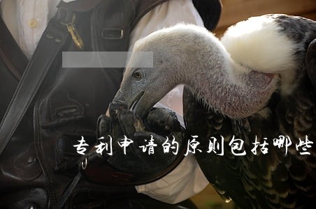 专利申请的原则包括哪些 专利申请的原则包括哪些