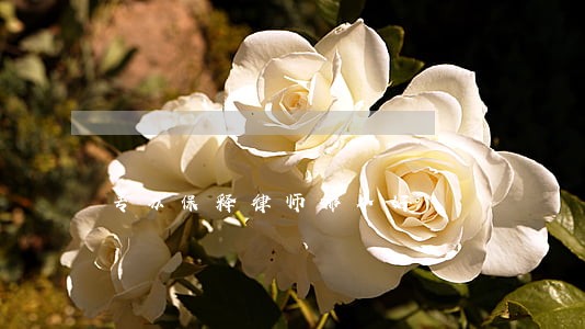 专办保释律师哪个好 专办保释律师哪个好