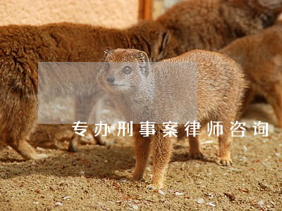 专办刑事案律师咨询 专办刑事案律师咨询