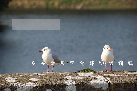 专办合同审查律师咨询电话 专办合同审查律师咨询电话