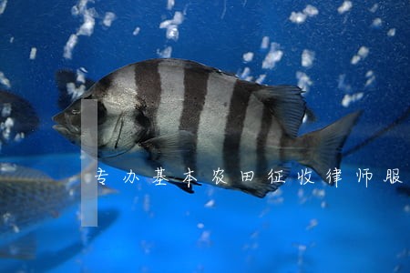 专办基本农田征收律师服务网站 专办基本农田征收律师服务网站