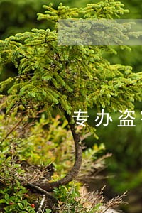 专办盗窃案律师费用多少 专办盗窃案律师费用多少