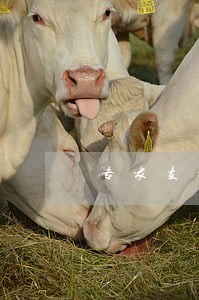 专家支招小供应商诉讼维权 专家支招小供应商诉讼维权
