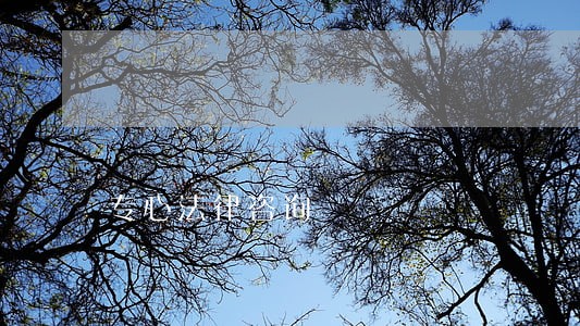 专心法律咨询