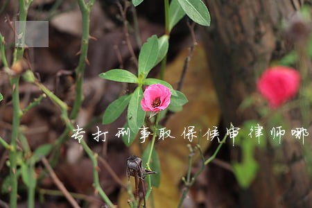 专打刑事取保候审律师哪家强 专打刑事取保候审律师哪家强