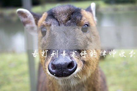 专打刑事案件的律师收费