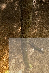专打担保案件律师费用标准 专打担保案件律师费用标准