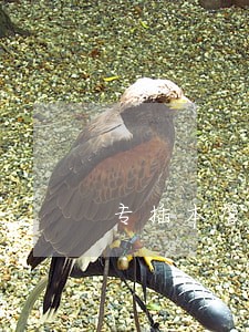 专插本管理学和民法 专插本管理学和民法