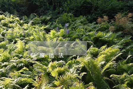 专服违法 专服违法