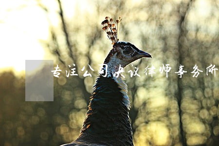 专注公司决议律师事务所 专注公司决议律师事务所
