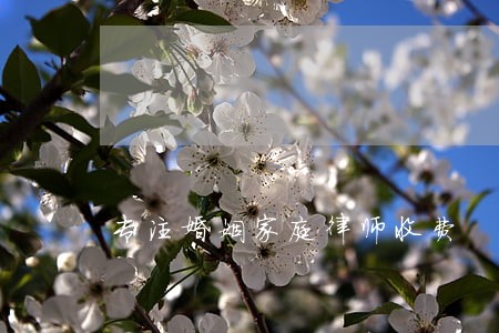 专注婚姻家庭律师收费 专注婚姻家庭律师收费