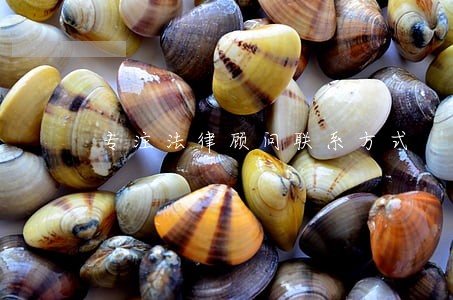 专注法律顾问联系方式 专注法律顾问联系方式
