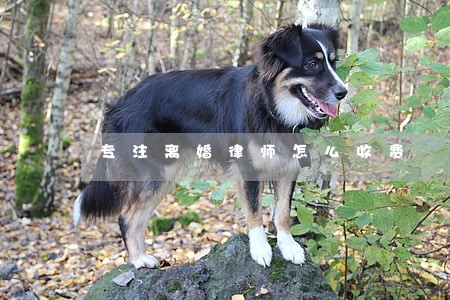 专注离婚律师怎么收费