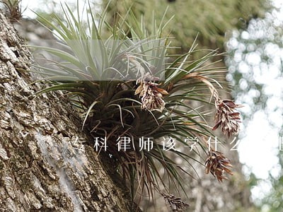 专科律师该学什么专业 专科律师该学什么专业
