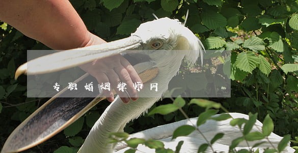 专职婚姻律师网 专职婚姻律师网