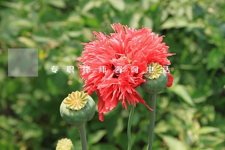 专职律师咨询电话 专职律师咨询电话