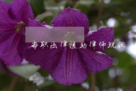 专职法律援助律师现状 专职法律援助律师现状