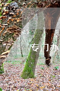 专门办理婚姻家庭律师网站 专门办理婚姻家庭律师网站