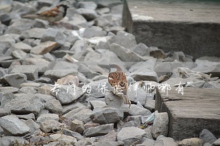 专门的保险律师哪有 专门的保险律师哪有