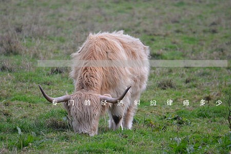 专门的经济纠纷律师多少钱 专门的经济纠纷律师多少钱
