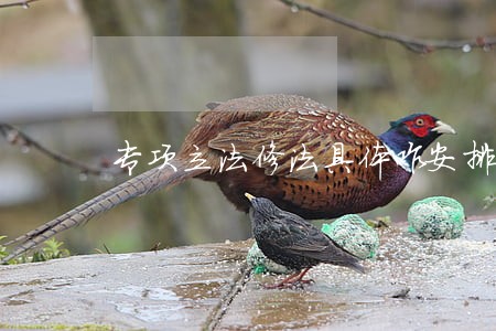 专项立法修法具体咋安排