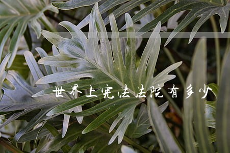 世界上宪法法院有多少 世界上宪法法院有多少