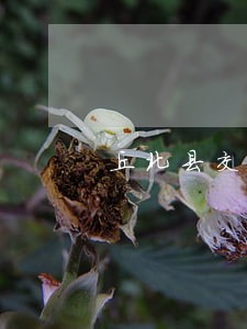丘北县交通事故法律咨询热线 丘北县交通事故法律咨询热线