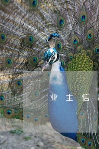 业主信用贷逾期 业主信用贷逾期