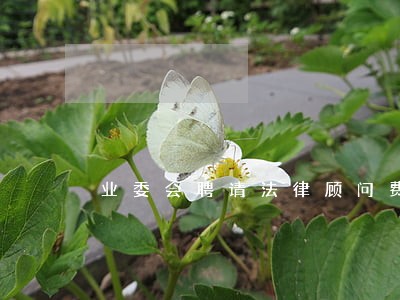 业委会聘请法律顾问费用