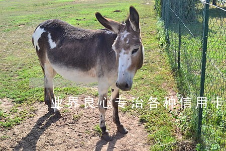 业界良心专治各种信用卡逾期 业界良心专治各种信用卡逾期