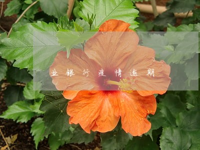 业银行疫情逾期