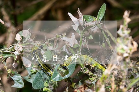 丛蓉日律师 丛蓉日律师