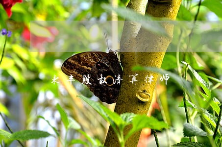 东丰股权清算律师 东丰股权清算律师