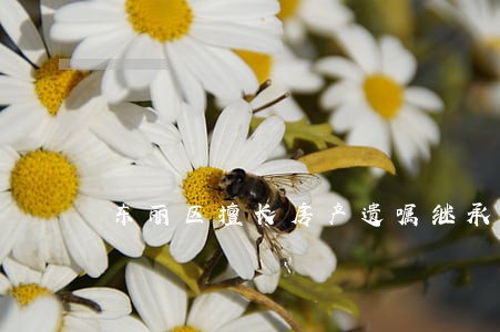 东丽区擅长房产遗嘱继承纠纷律师 东丽区擅长房产遗嘱继承纠纷律师