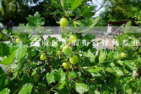 东丽区无瑕街道律师专业擅长推荐 东丽区无瑕街道律师专业擅长推荐