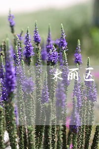 东丽区有名的继承律师 东丽区有名的继承律师