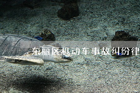 东丽区机动车事故纠纷律师 东丽区机动车事故纠纷律师