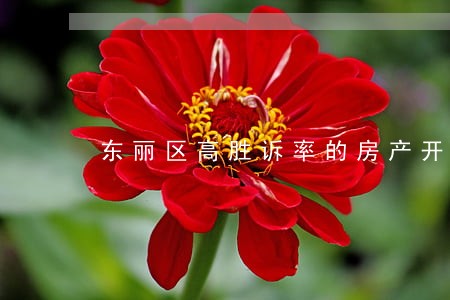 东丽区高胜诉率的房产开发律师