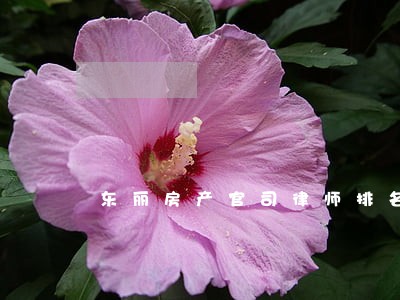 东丽房产官司律师排名 东丽房产官司律师排名
