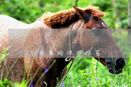 东丽离婚律师推荐 东丽离婚律师推荐
