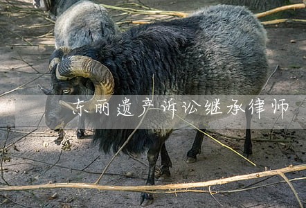 东丽遗产诉讼继承律师 东丽遗产诉讼继承律师