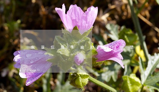 东亚信用卡逾期如何处理 东亚信用卡逾期如何处理