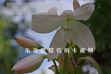 东亚携程信用卡逾期 东亚携程信用卡逾期