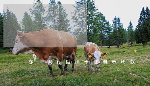东亚银行信用卡逾期未还款 东亚银行信用卡逾期未还款