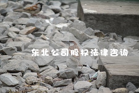 东北公司股权法律咨询 东北公司股权法律咨询