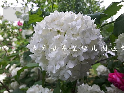 东升镇希望幼儿园法制安全教育