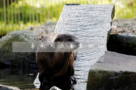 东南司法鉴定地址 东南司法鉴定地址