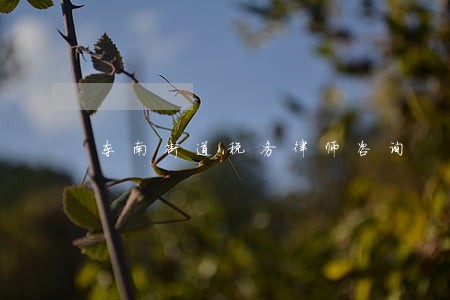 东南街道税务律师咨询 东南街道税务律师咨询